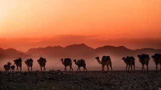 A caravan of camels in the desert. The sun sets and paints the sky orange. Mountains are visible in the background.